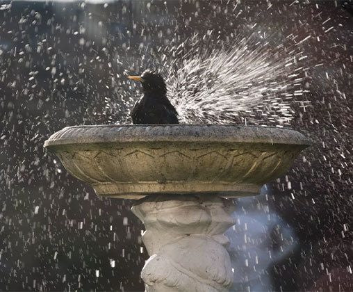 blackbird in bath