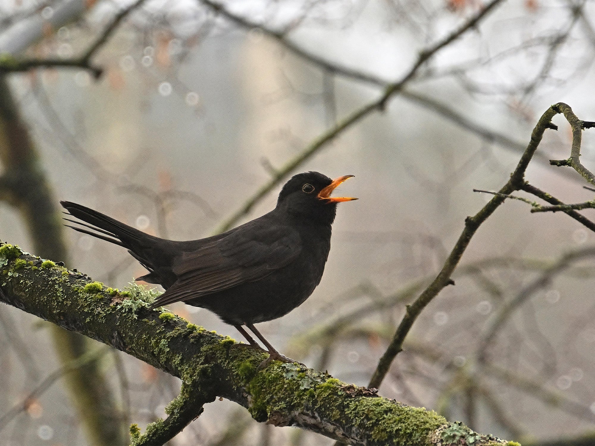 blackbird on branch