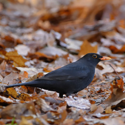 blackbird on autumn leaves