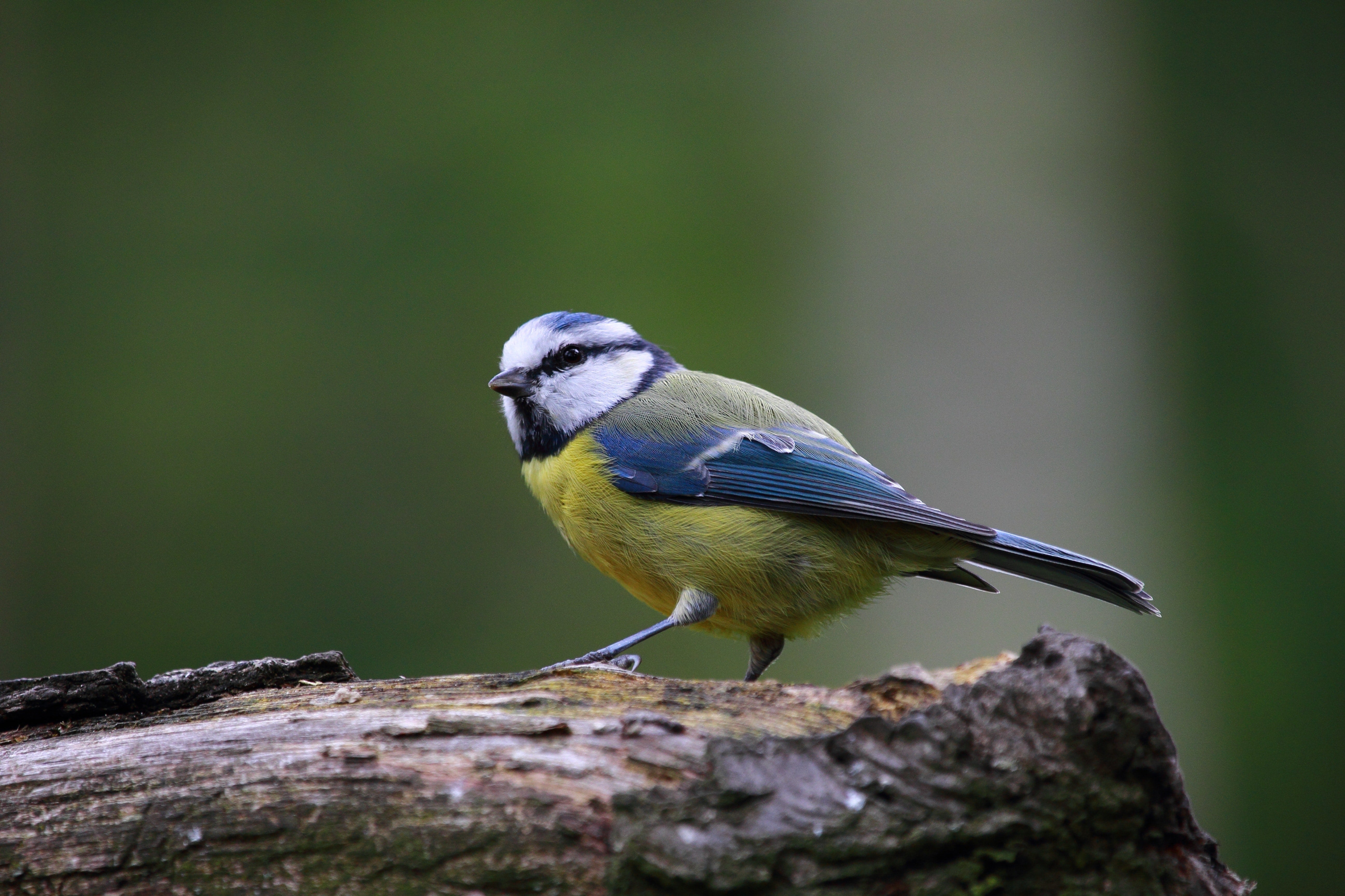 blue tit on log