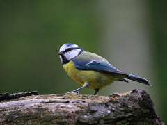 blue tit