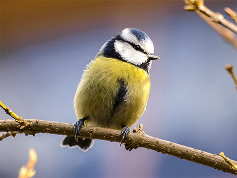 blue tit on branch