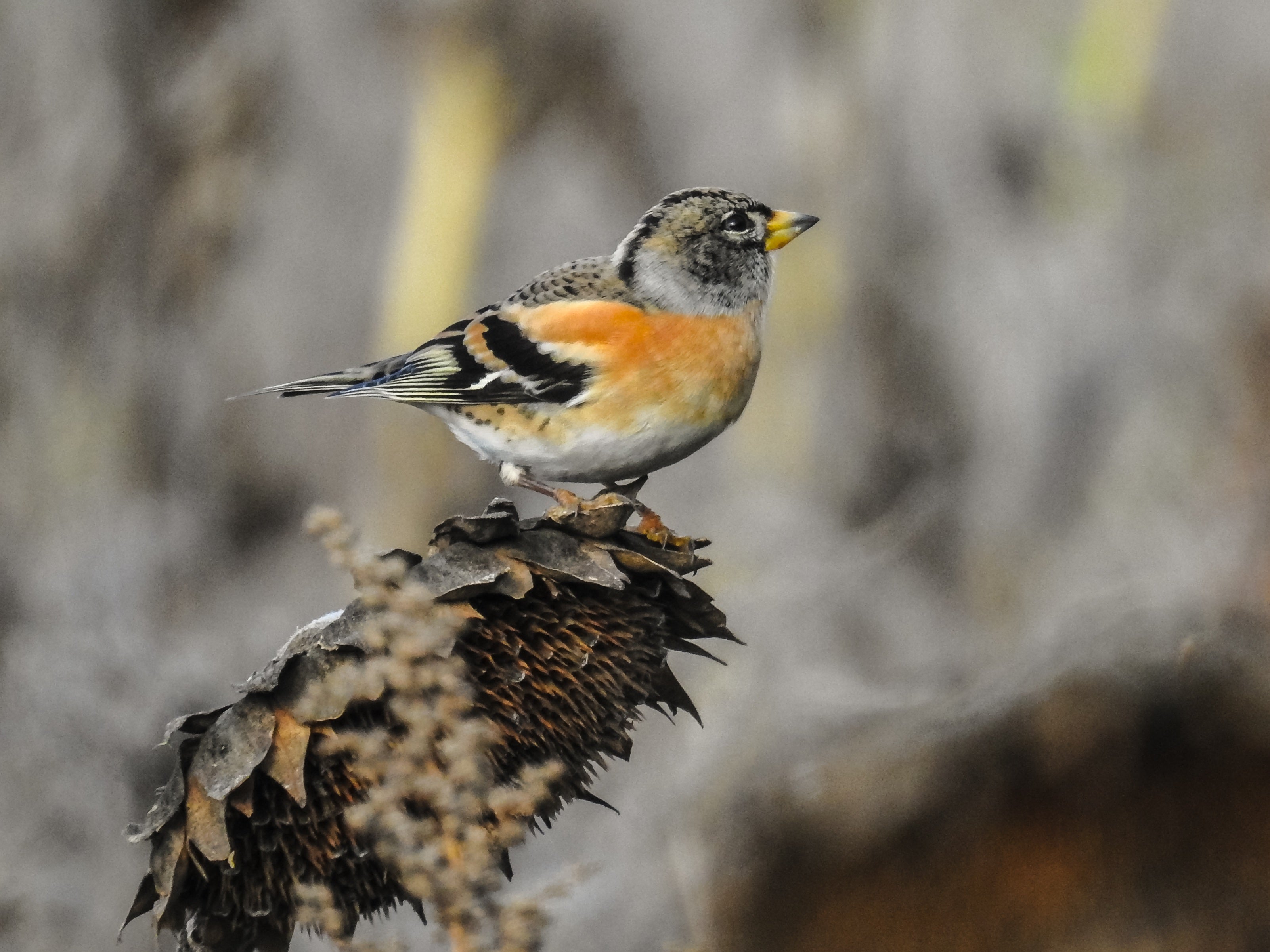 brambling