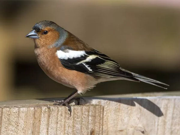 chaffinch