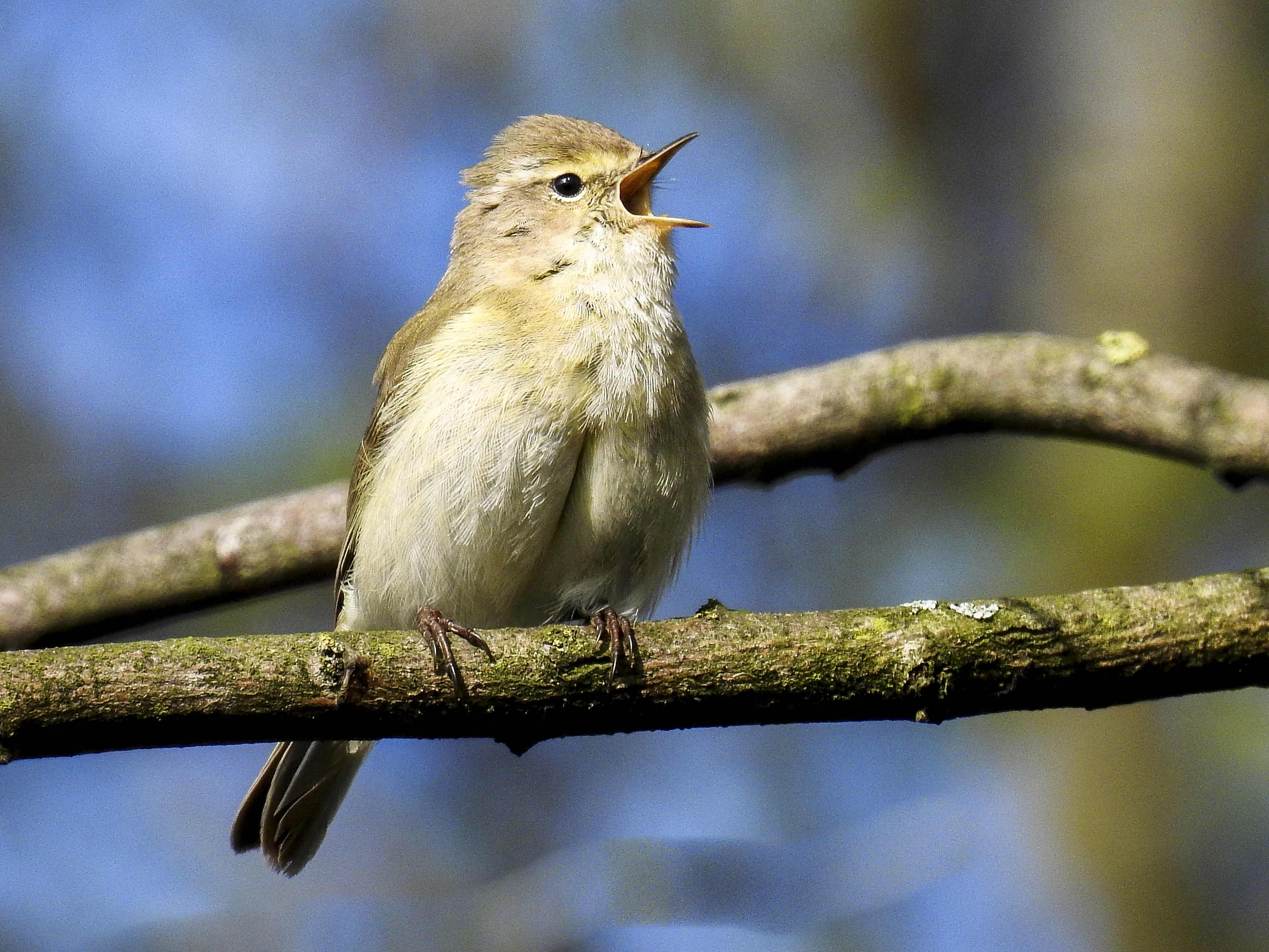 chiff chaff