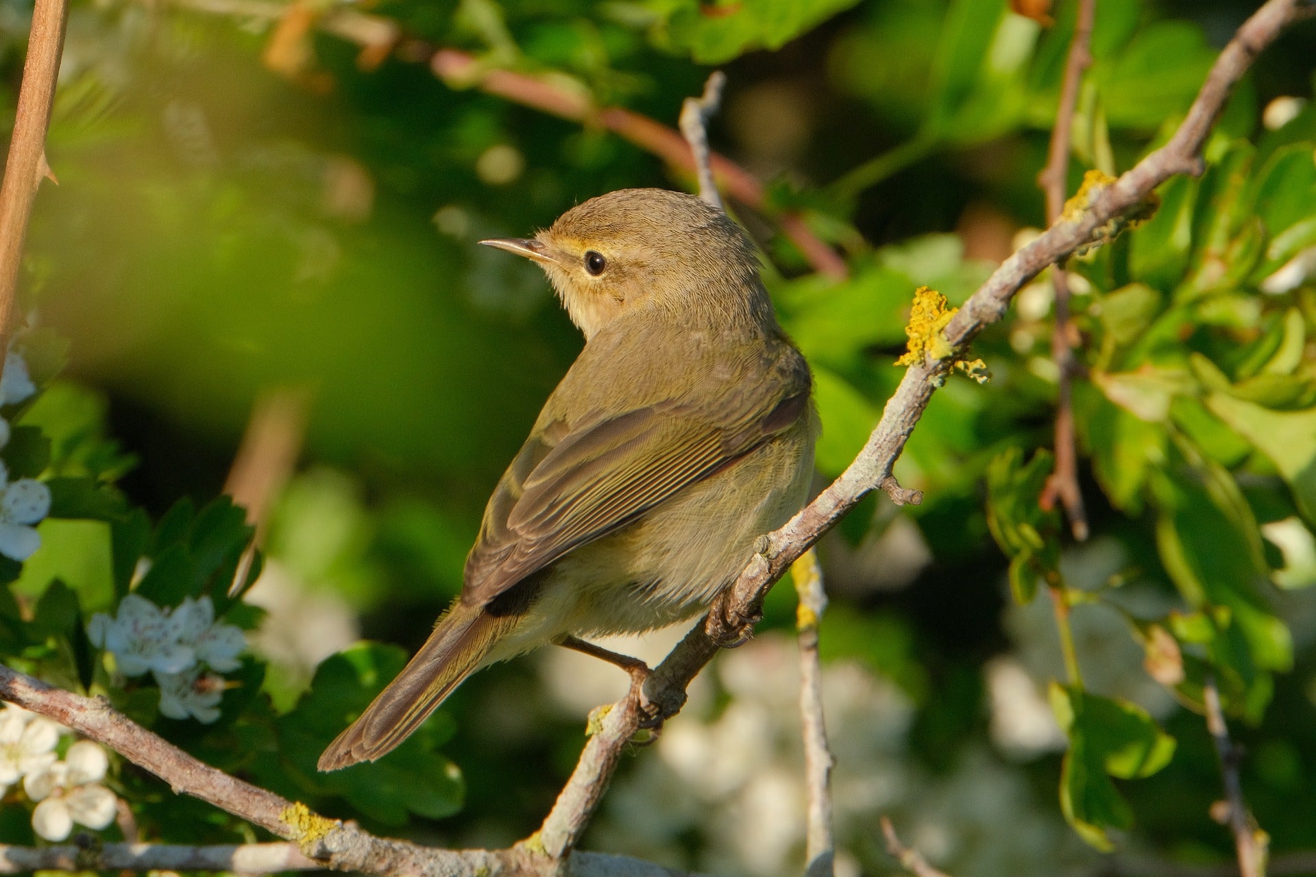 chiffchaffs