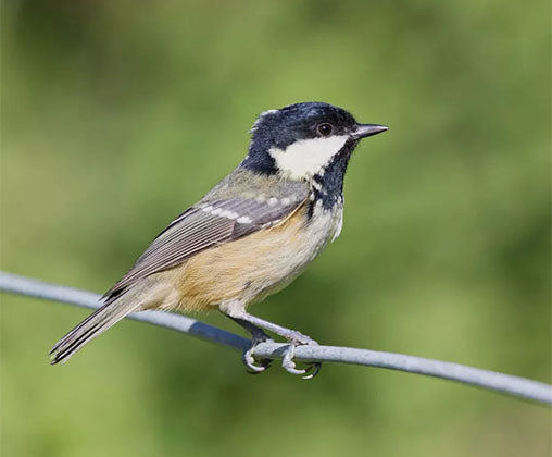 coal tit