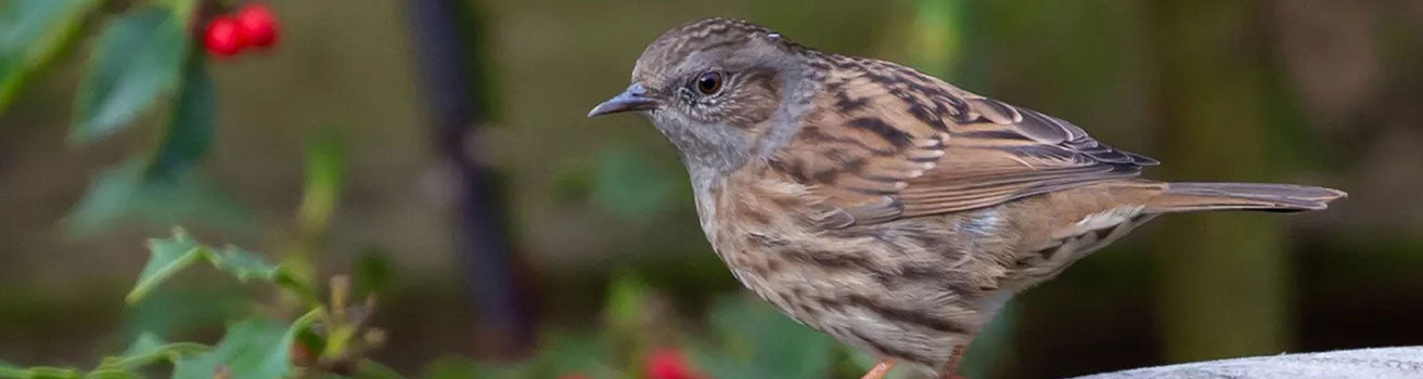 dunnock