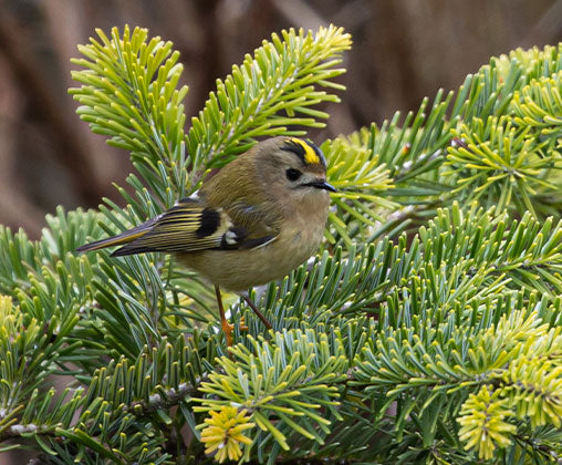 gold crest