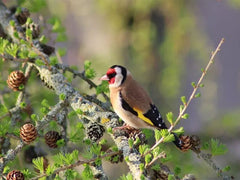 goldfinch