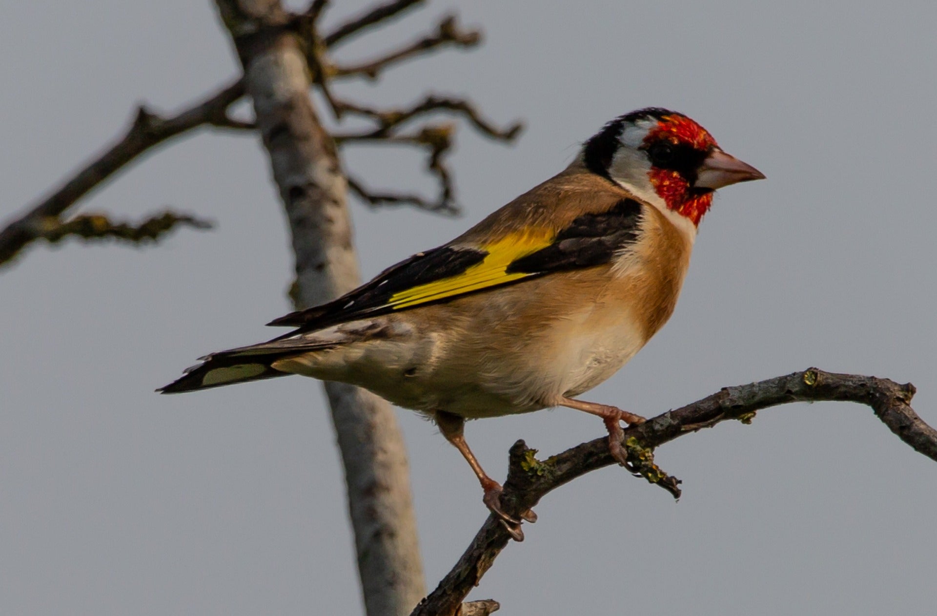 gold finch on branch