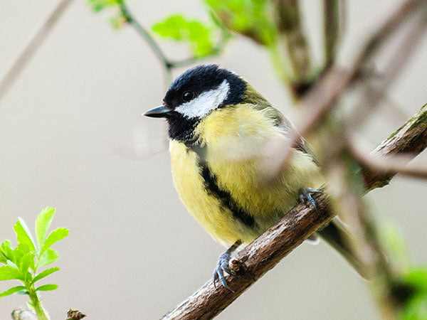 great tit