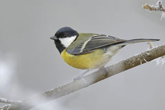 great tit