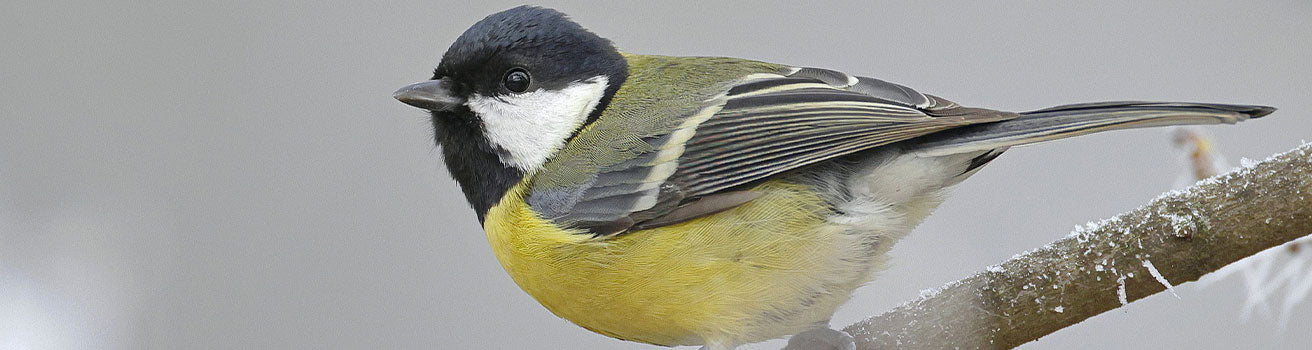 great tit