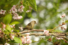 greenfinch