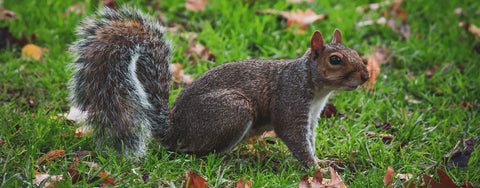 Grey Squirrel on grass