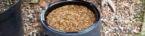 mealworms in ground feeder on path