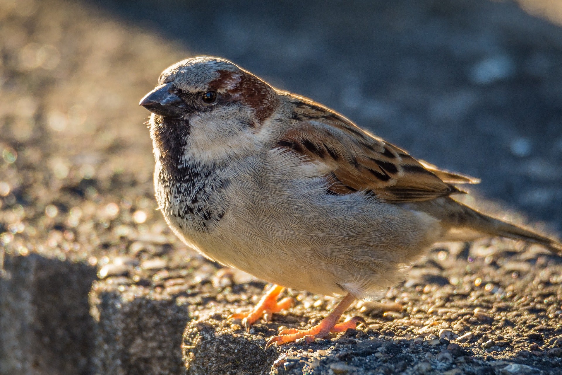 house sparrow