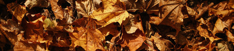 autumn leaves pile