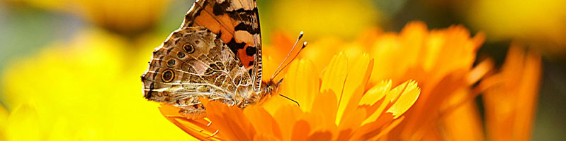 marigold with butterfly on
