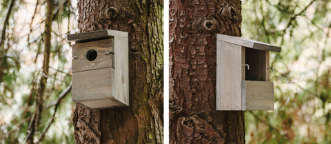 Peckish everyday nest box in tree