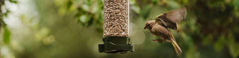 Bird landing on bird feeder