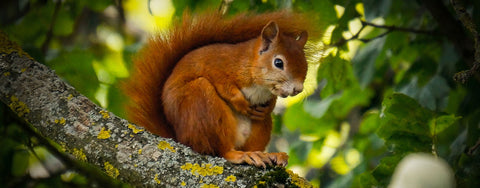 Red Squirrel in tree