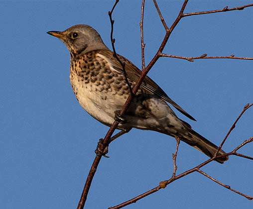 redwing