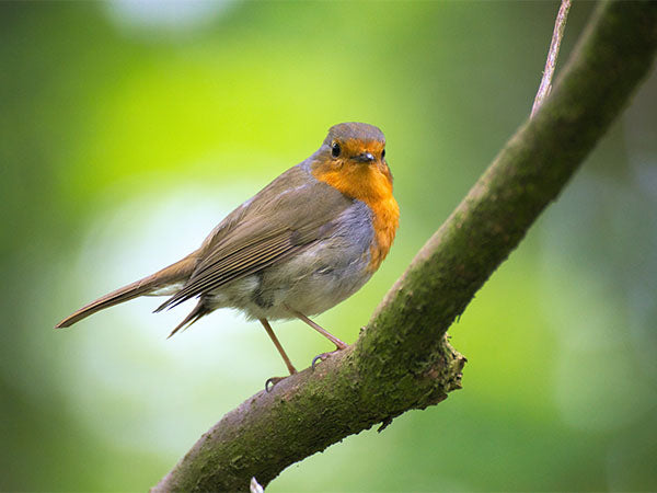 robin