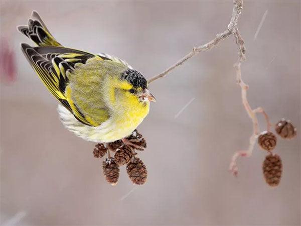 siskin