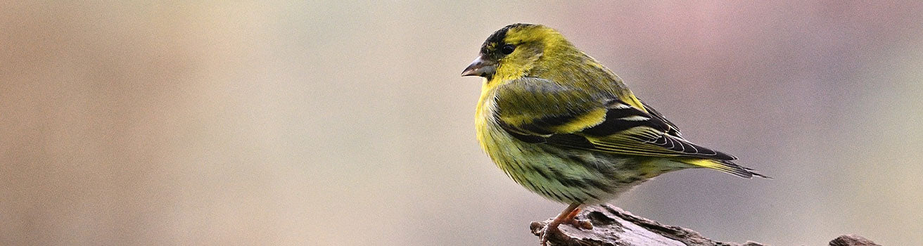 siskin