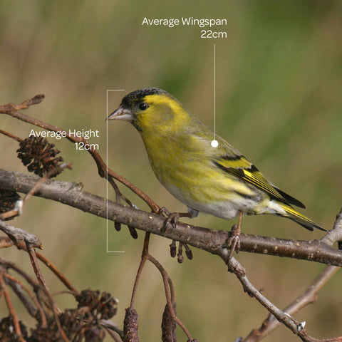 siskin