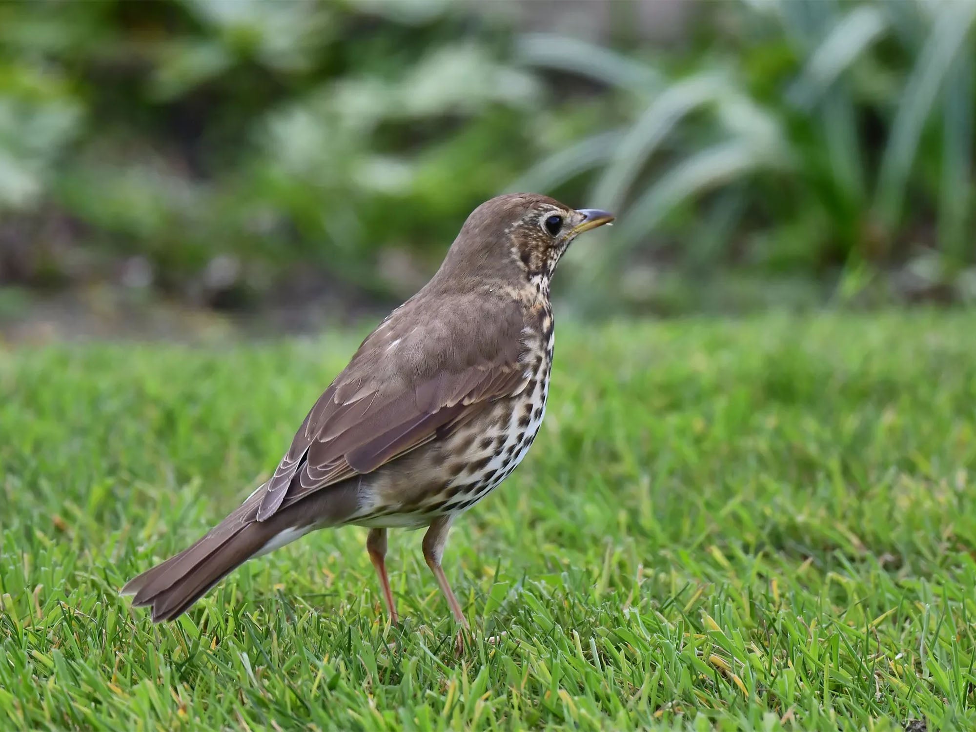 song thrush