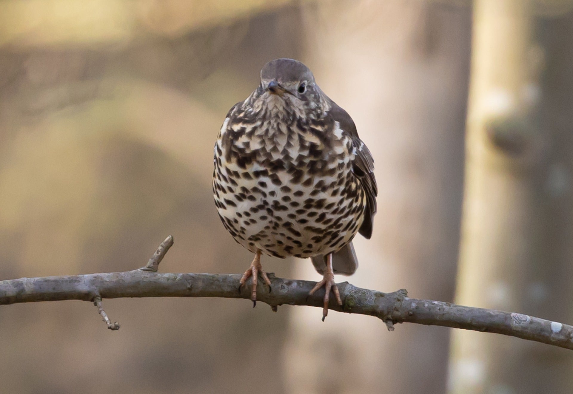 song thrush