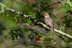 spotted fly catcher