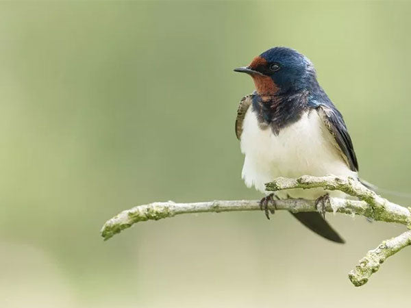 swallow