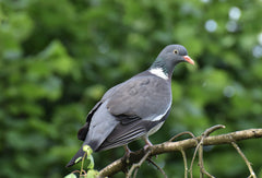 wood pigeon