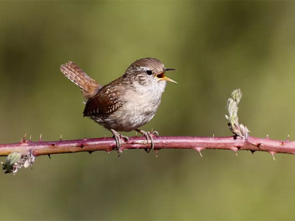 wren