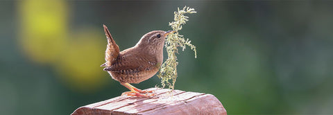 Wren with nesting material in beak