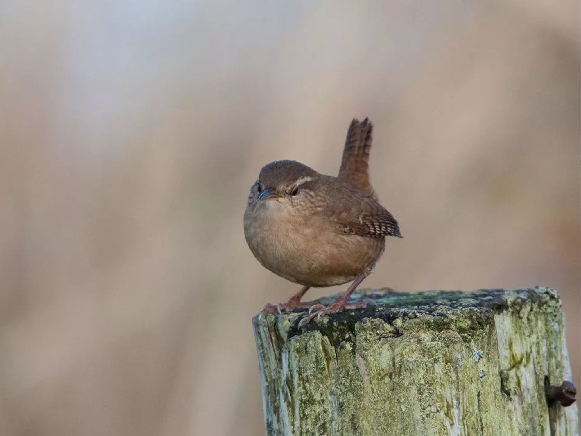 wren