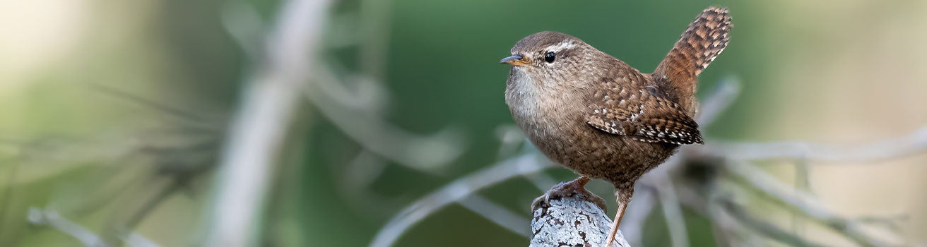 wren