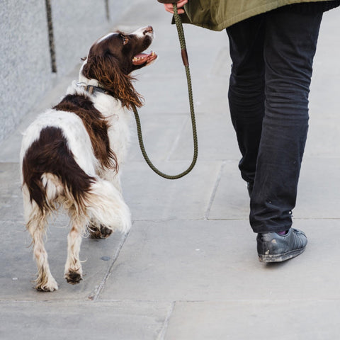 a dog walking nicely