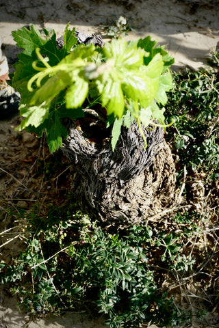 Old Vine Rioja