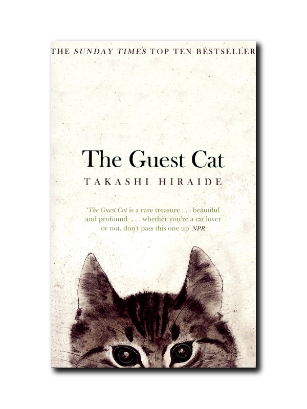 the guest cat