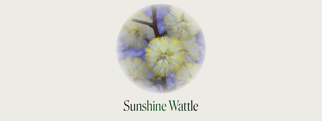 Sunshine Wattle