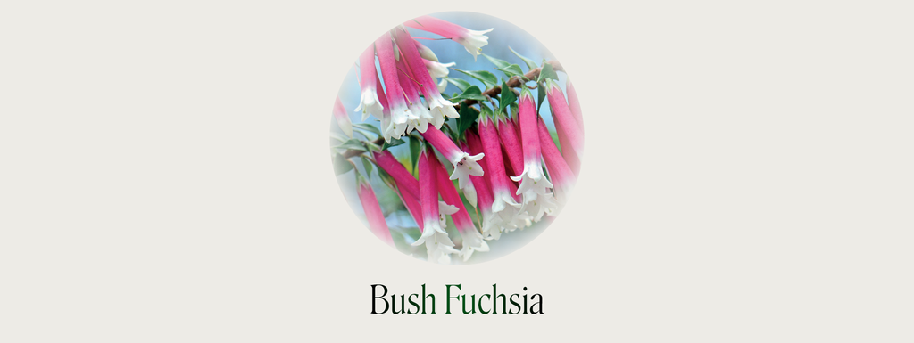 Bush Fuchsia