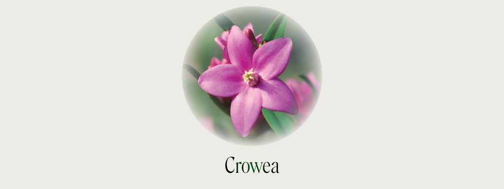 Crowea