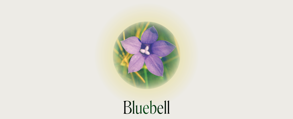 Bluebell