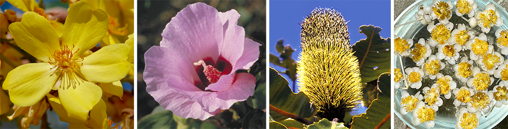 Comparison to other Bush Essences : Kapok Bush, Sturt Desert Rose, Banksia Robur and Calophyllum