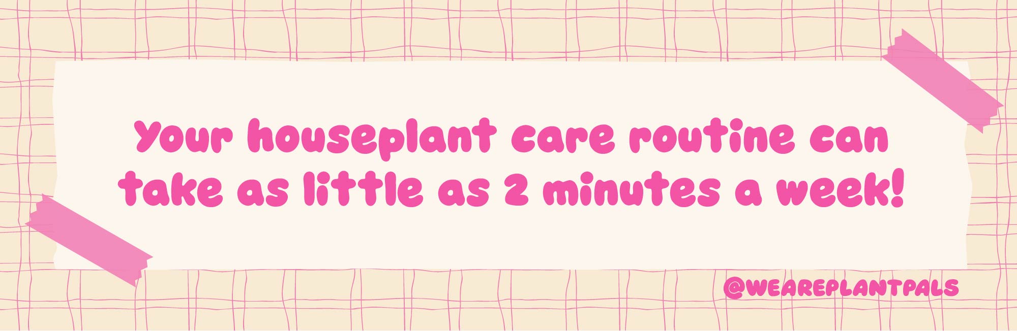 houseplant care routine